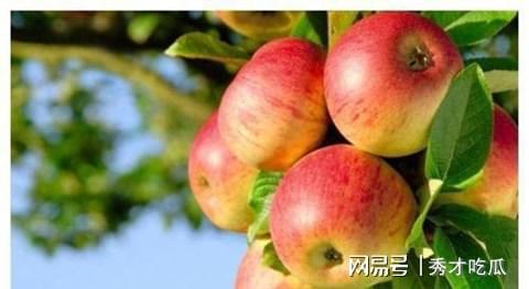 8868体育苹果在古代不叫“苹果”古人取了个很唯美的名字日本沿用至今(图3)