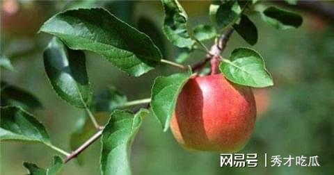 8868体育苹果在古代不叫“苹果”古人取了个很唯美的名字日本沿用至今(图6)